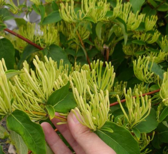 忻州菊花种植基地