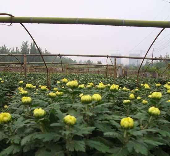 石嘴山菊花种苗基地