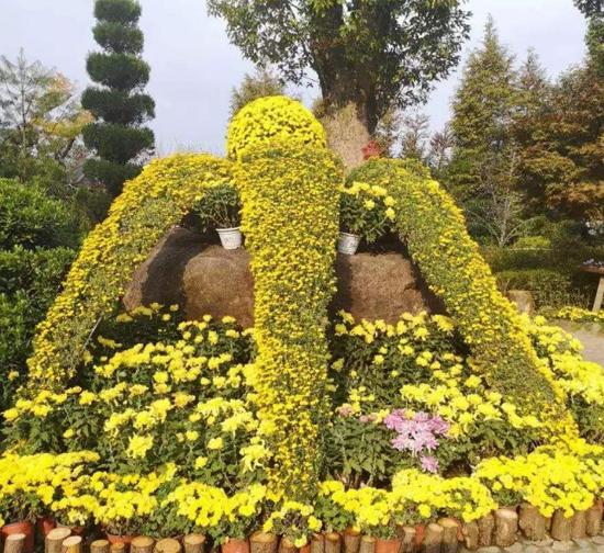 平顶山精品菊花造型